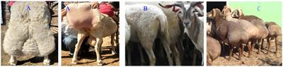 Genome-wide DNA methylation analysis reveals different methylation patterns in Chinese indigenous sheep with different type of tail